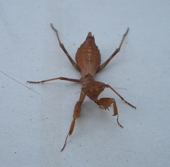 Ameles spallanzania